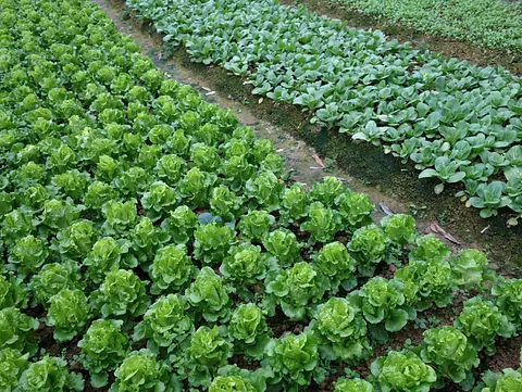 Bio Agricultural Developments 